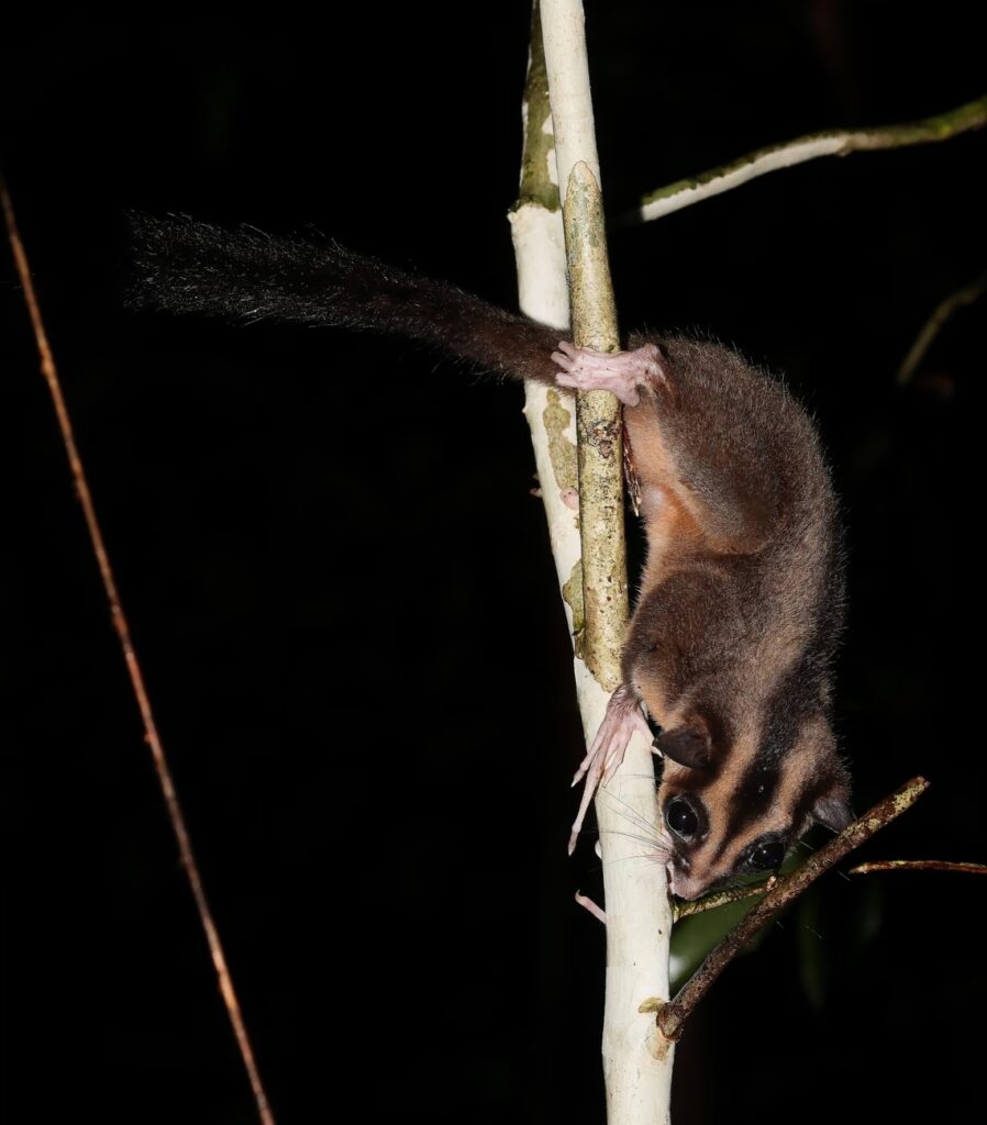 Phát hiện chấn động về hai loài thú có túi tại New Guinea vốn được cho là đã tuyệt chủng 6000 năm - Ảnh 2.