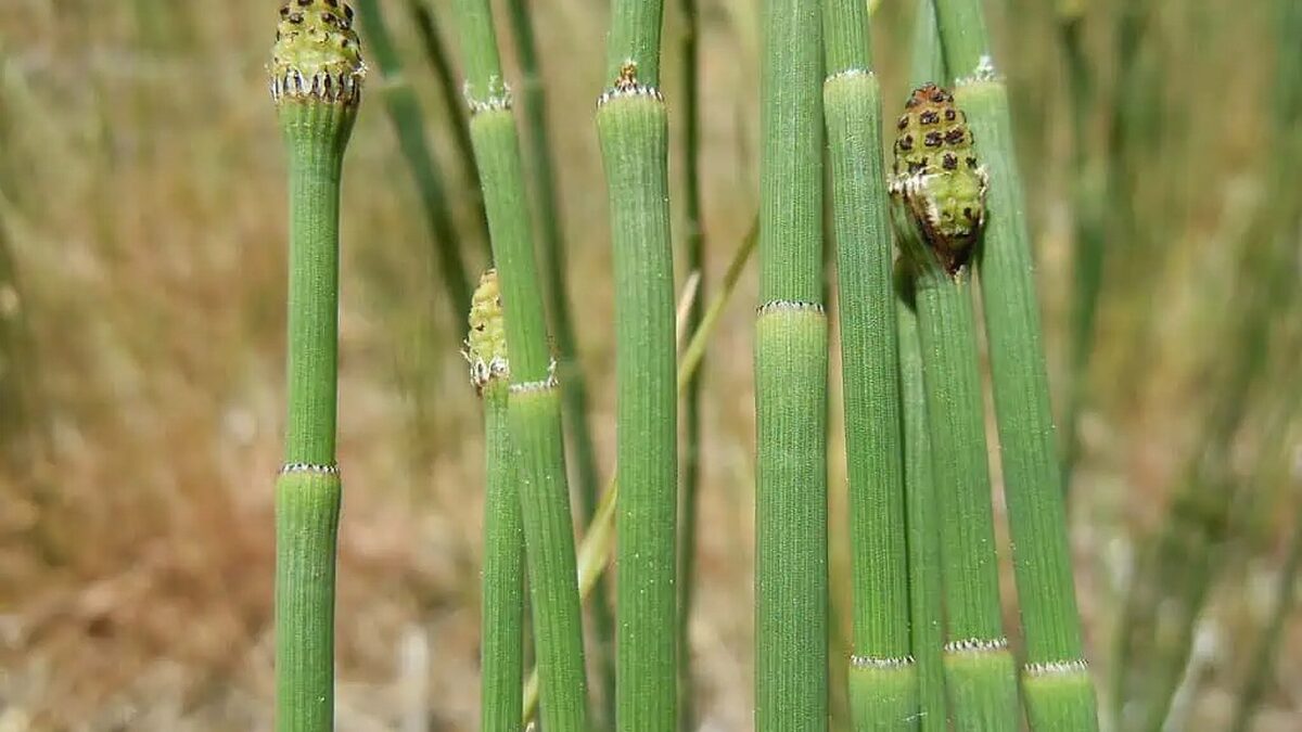 Loài cây cổ đại chưng cất nước kỳ lạ đến mức khiến giới khoa học nhầm tưởng dấu vết đến từ thiên thạch ngoài Trái Đất