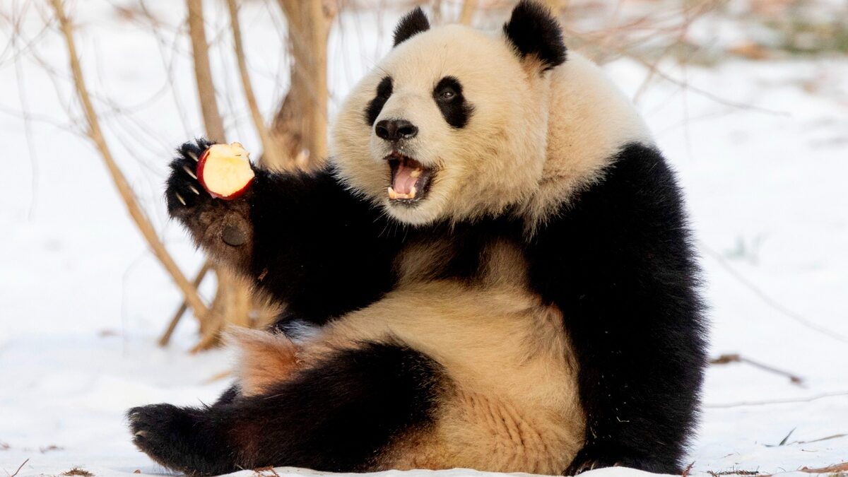 Cú lừa thế kỷ về khả năng sinh sản của gấu trúc: Tỷ lệ thành công 95% trong hoang dã nhưng lại bị con người ép tuyệt tự?