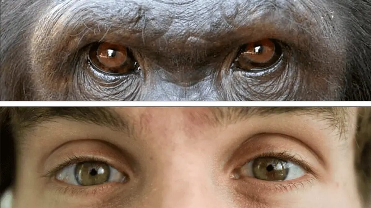 Tại sao con người có lòng trắng mắt rõ ràng trong khi phần lớn loài vượn lại có mắt tối màu?