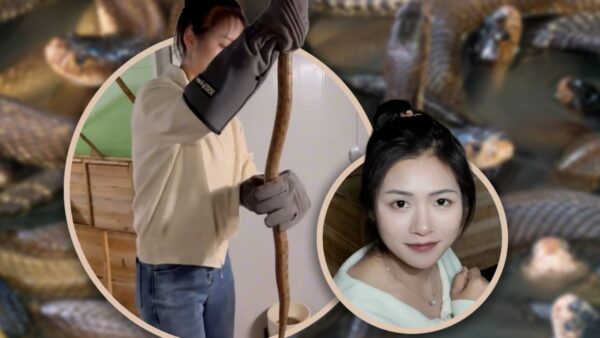 Bỏ phố về làng nuôi 60.000 rắn độc, cô gái Trung Quốc khiến mạng xã hội sửng sốt với thu nhập tiền tỷ