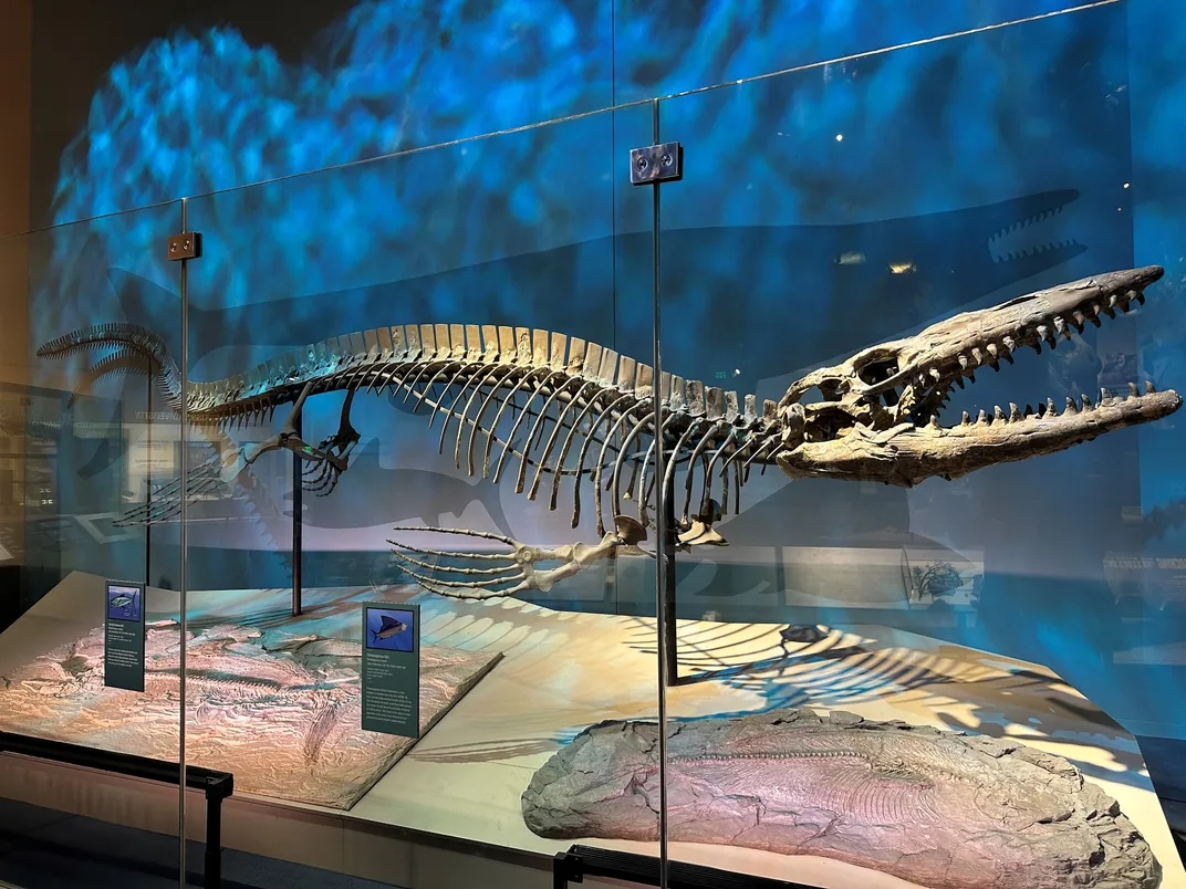 2tylosaurusrexholotypeskelet-1779682368010-1779682368181969711162