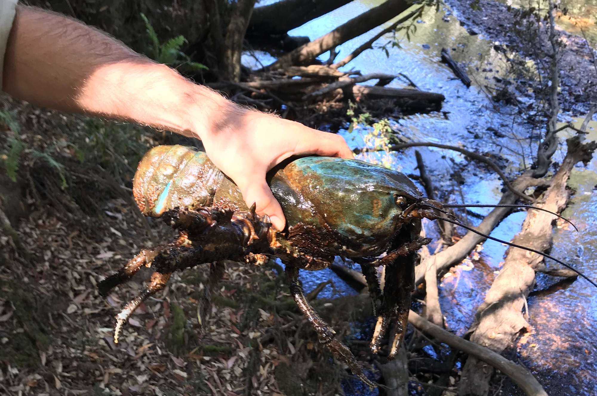 a-giant-lobster-by-any-other-na-1777347495263-17773474959151734632193