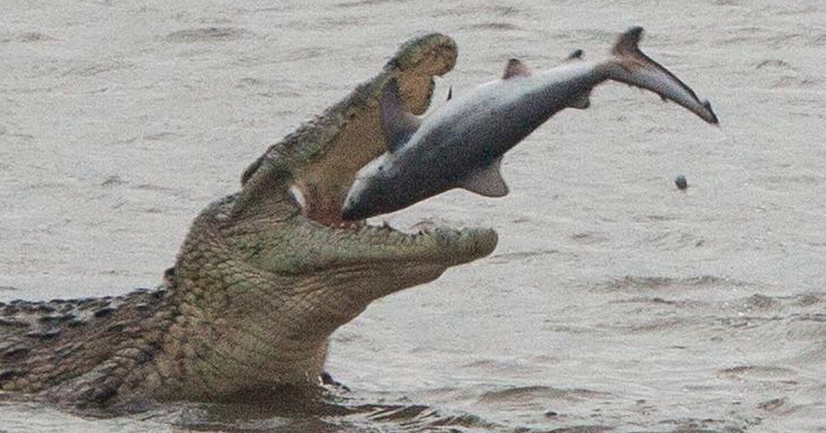 crocodile-eats-sharks-south-afri-1779771192972-17797711931611115637856
