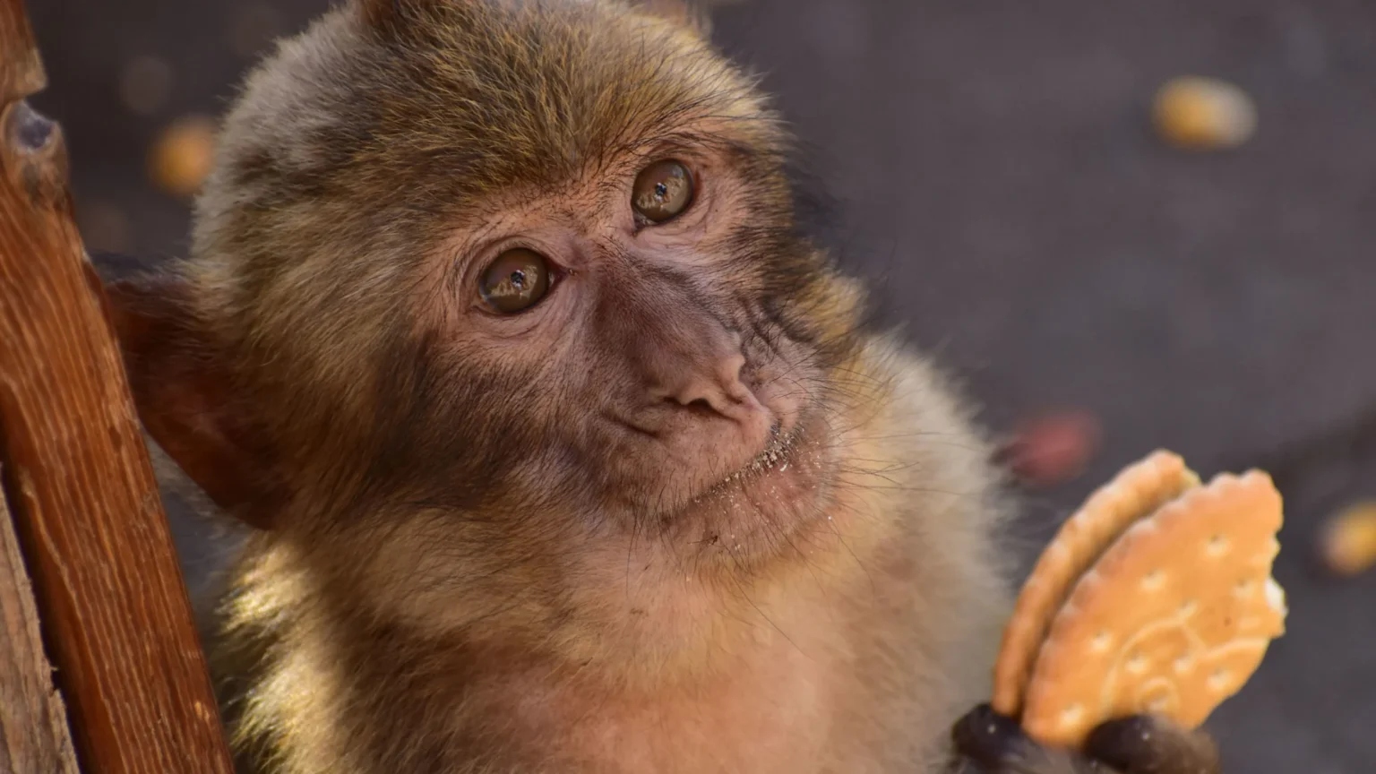 monkeybiscuit-2261x1272-1-1536x8-1777136637290-1777136637896571744136