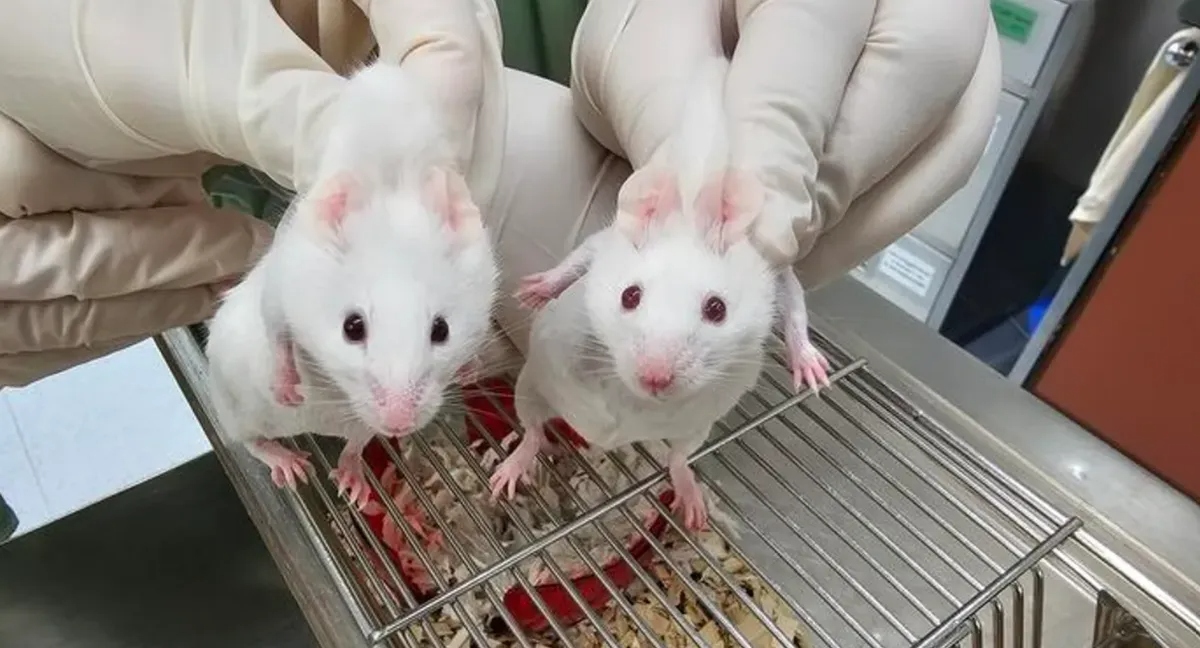 mice-l-1-1782530632733-17825306333751640714659