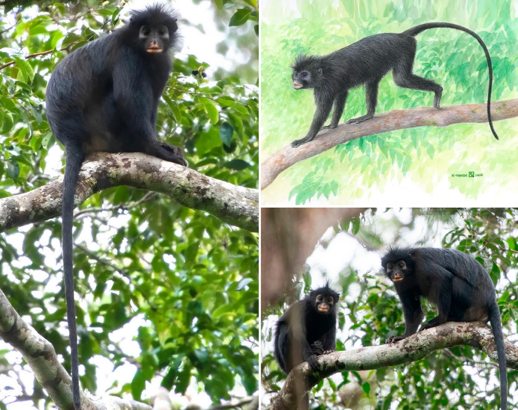 colobuscongoensis-novataxa2026-1785729948258-1785729948428571393285