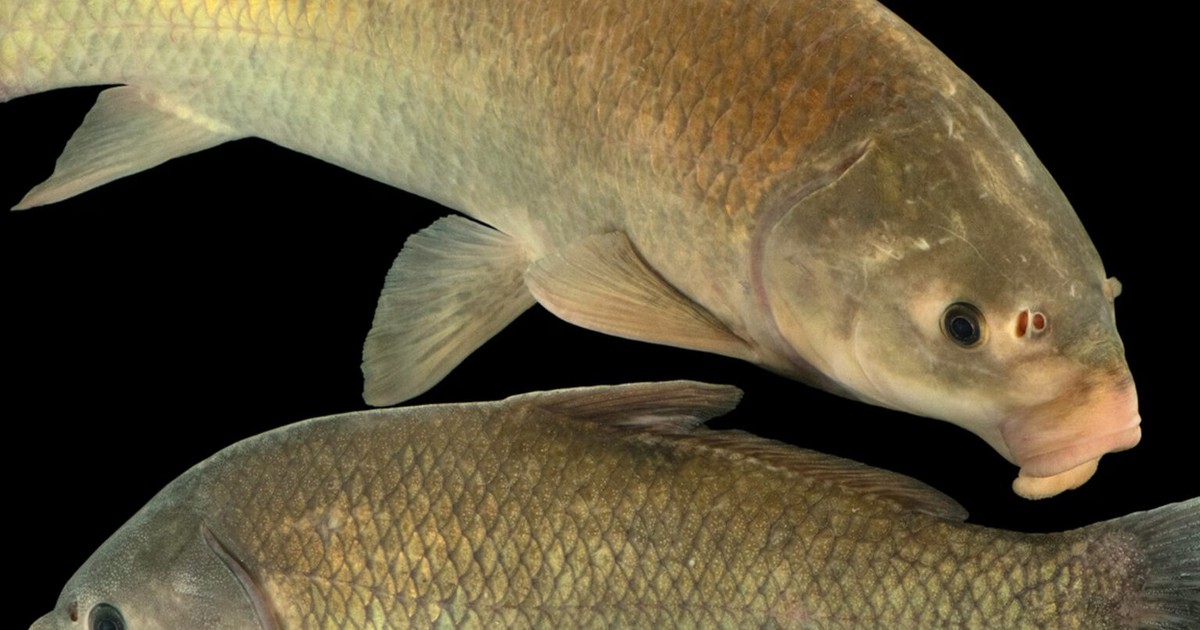 Bí ẩn loài cá nước ngọt sống 148 năm không hề lão hóa